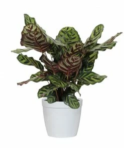 Brighter Blooms House & Patio Calathea Medallion 8 Brighter Blooms House & Patio Calathea Medallion