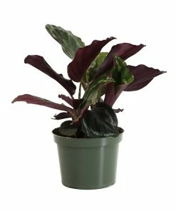 Brighter Blooms House & Patio Calathea Medallion 9 Brighter Blooms House & Patio Calathea Medallion