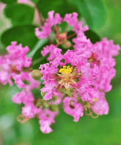 Brighter Blooms Cherokee Crape Myrtle Tree Flowering Trees