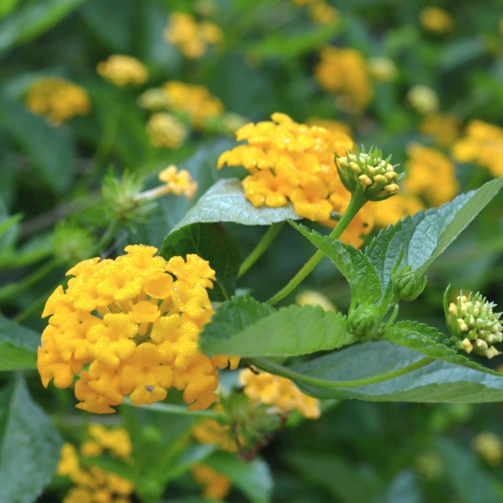 Brighter Blooms Chapel Hill Yellow Lantana Perennials 2 Brighter Blooms Chapel Hill Yellow Lantana Perennials