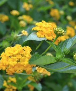 Brighter Blooms Chapel Hill Yellow Lantana Perennials