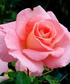 Brighter Blooms Cherish Rose Tree Roses