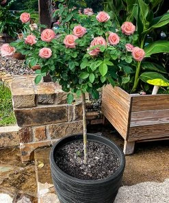 Brighter Blooms Cherish Rose Tree Roses
