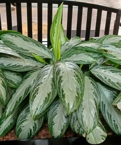 Brighter Blooms Green Chinese Evergreen Plant Shrubs & Hedges