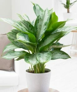 Brighter Blooms Green Chinese Evergreen Plant Shrubs & Hedges