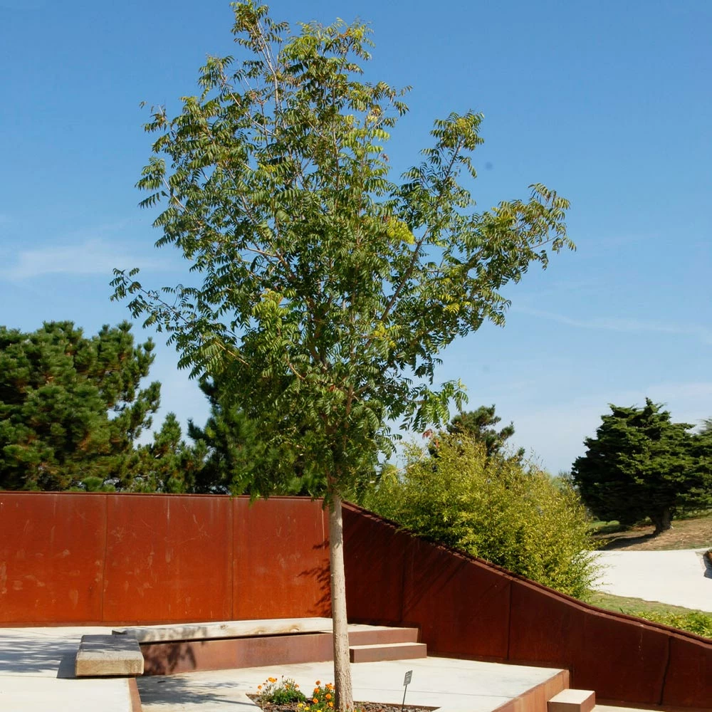 Brighter Blooms Shade Trees Chinese Pistache Tree 5 Brighter Blooms Shade Trees Chinese Pistache Tree