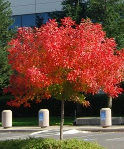 Brighter Blooms Shade Trees Chinese Pistache Tree