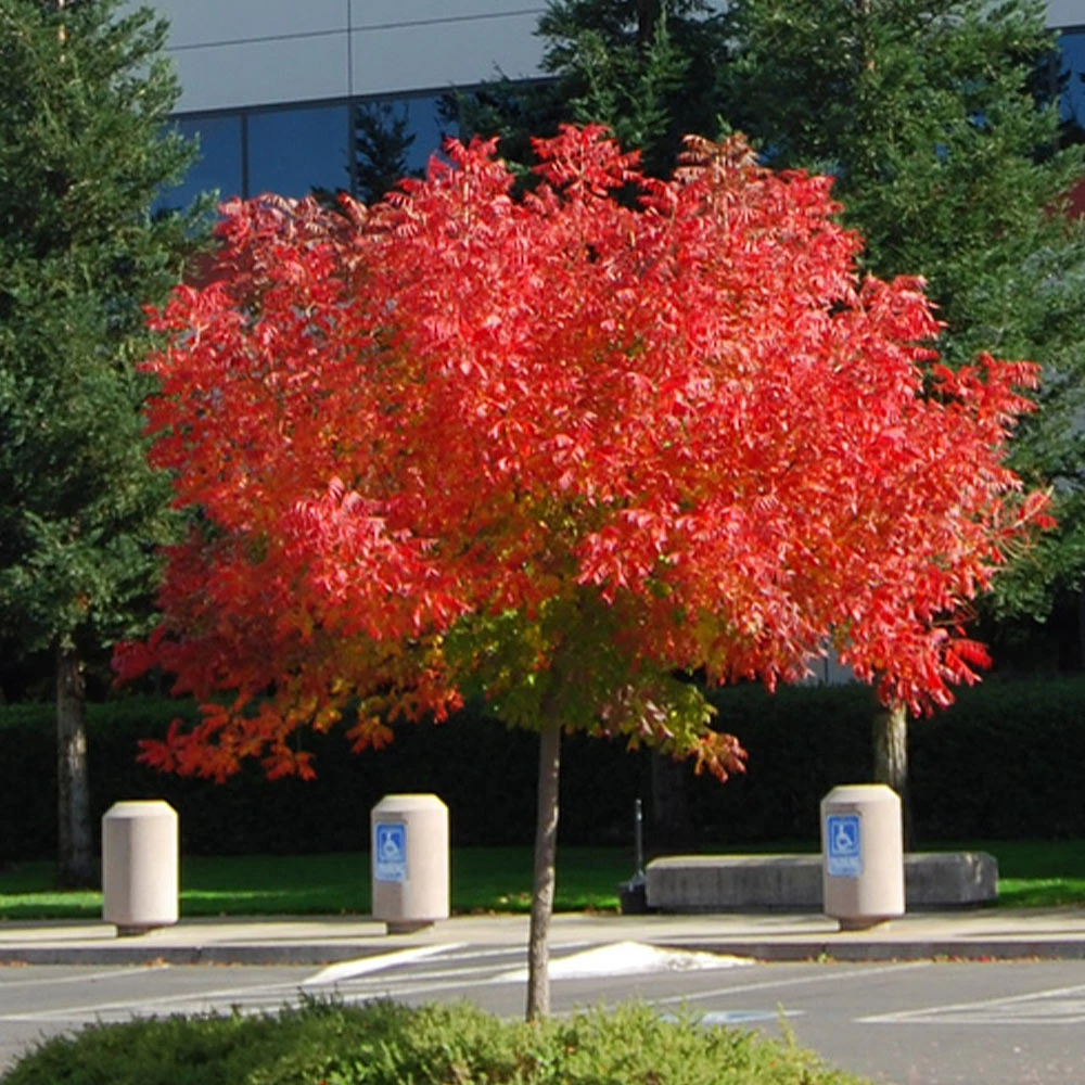 Brighter Blooms Shade Trees Chinese Pistache Tree 3 Brighter Blooms Shade Trees Chinese Pistache Tree