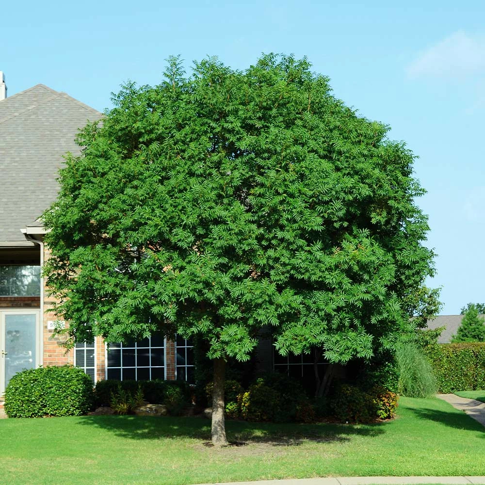 Brighter Blooms Shade Trees Chinese Pistache Tree 4 Brighter Blooms Shade Trees Chinese Pistache Tree