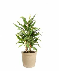 Brighter Blooms Hawaiian Ti Plant 'Rising Sun'