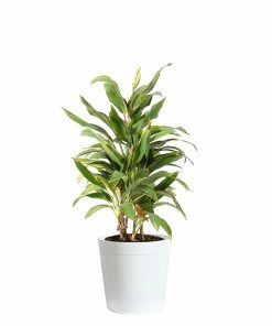 Brighter Blooms Hawaiian Ti Plant 'Rising Sun'