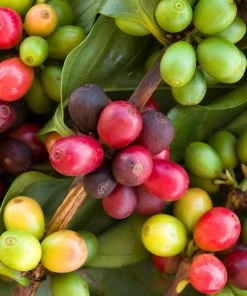 Brighter Blooms Arabica Coffee Plant Fruit Trees