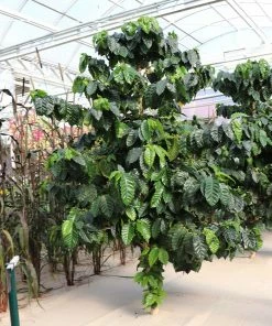 Brighter Blooms Arabica Coffee Plant Fruit Trees