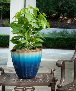 Brighter Blooms Arabica Coffee Plant Fruit Trees