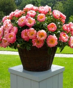 Brighter Blooms Perennials Coral Charm Peony 9 Brighter Blooms Perennials Coral Charm Peony