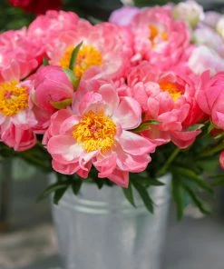 Brighter Blooms Perennials Coral Charm Peony