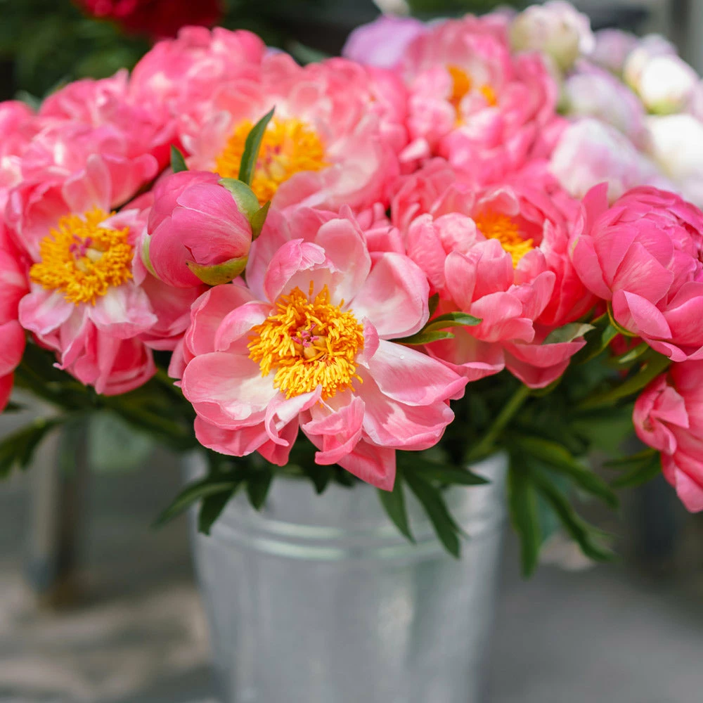 Brighter Blooms Perennials Coral Charm Peony 2 Brighter Blooms Perennials Coral Charm Peony
