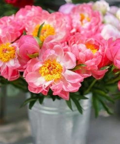 Brighter Blooms Perennials Coral Charm Peony
