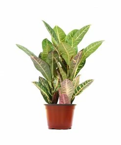 Brighter Blooms Croton Plant 19 Brighter Blooms Croton Plant