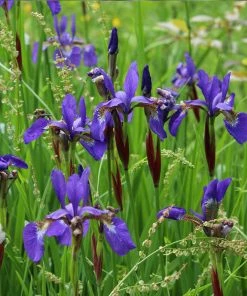 Brighter Blooms Caesar's Brother Siberian Iris