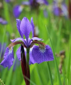 Brighter Blooms Caesar's Brother Siberian Iris