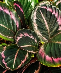 Brighter Blooms Calathea Dottie