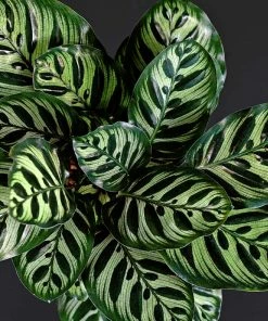 Brighter Blooms Calathea Makoyana House & Patio 8 Brighter Blooms Calathea Makoyana House & Patio