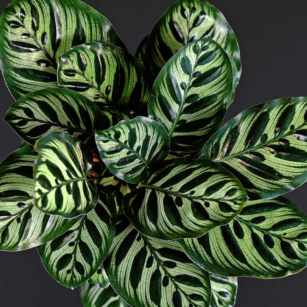 Brighter Blooms Calathea Makoyana House & Patio 3 Brighter Blooms Calathea Makoyana House & Patio