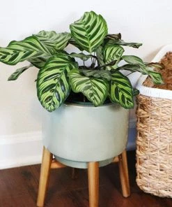 Brighter Blooms Calathea Makoyana House & Patio