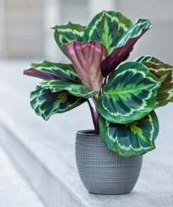 Brighter Blooms House & Patio Calathea Medallion 7 Brighter Blooms House & Patio Calathea Medallion