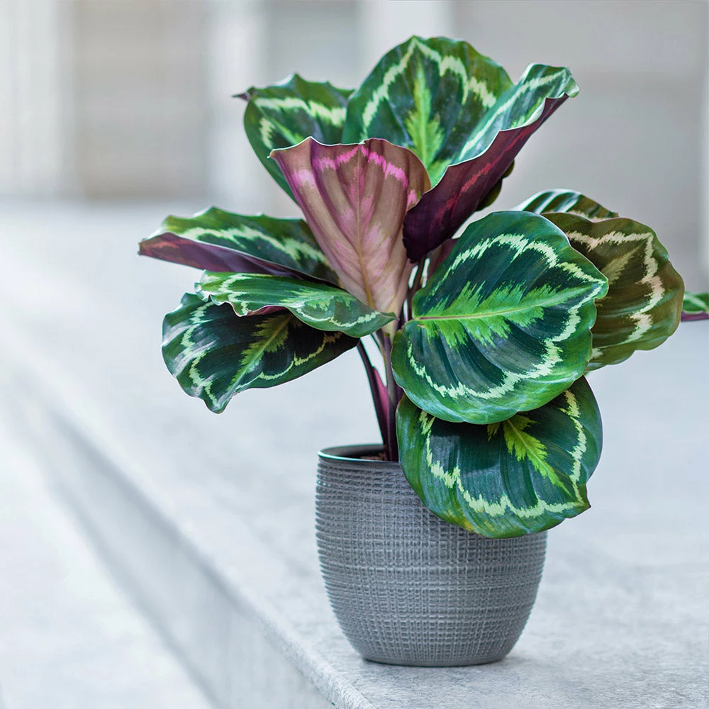 Brighter Blooms House & Patio Calathea Medallion 3 Brighter Blooms House & Patio Calathea Medallion