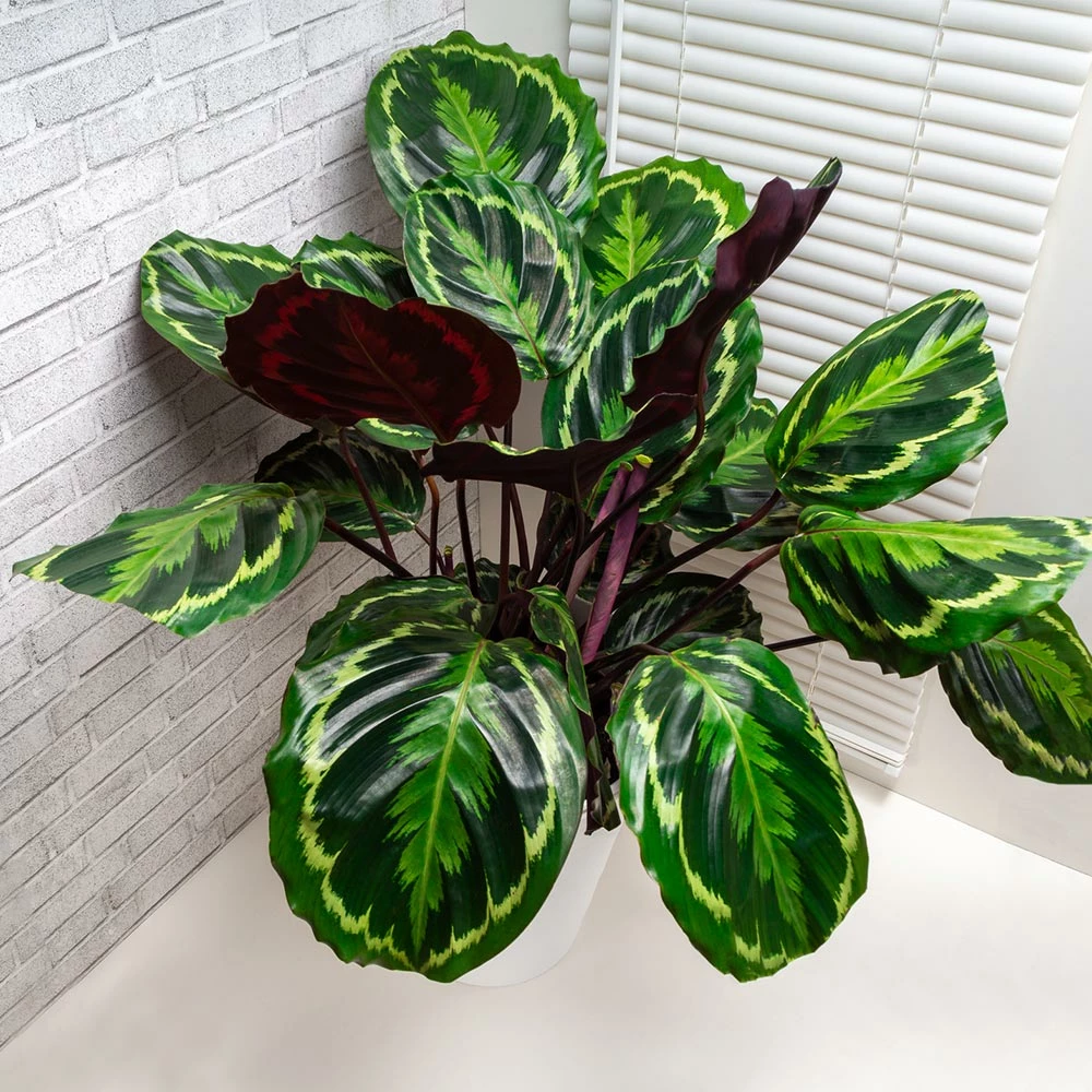 Brighter Blooms House & Patio Calathea Medallion 2 Brighter Blooms House & Patio Calathea Medallion