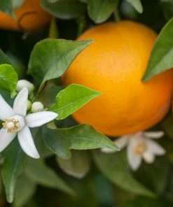 Brighter Blooms House & Patio Calamondin Orange Tree