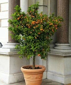 Brighter Blooms House & Patio Calamondin Orange Tree