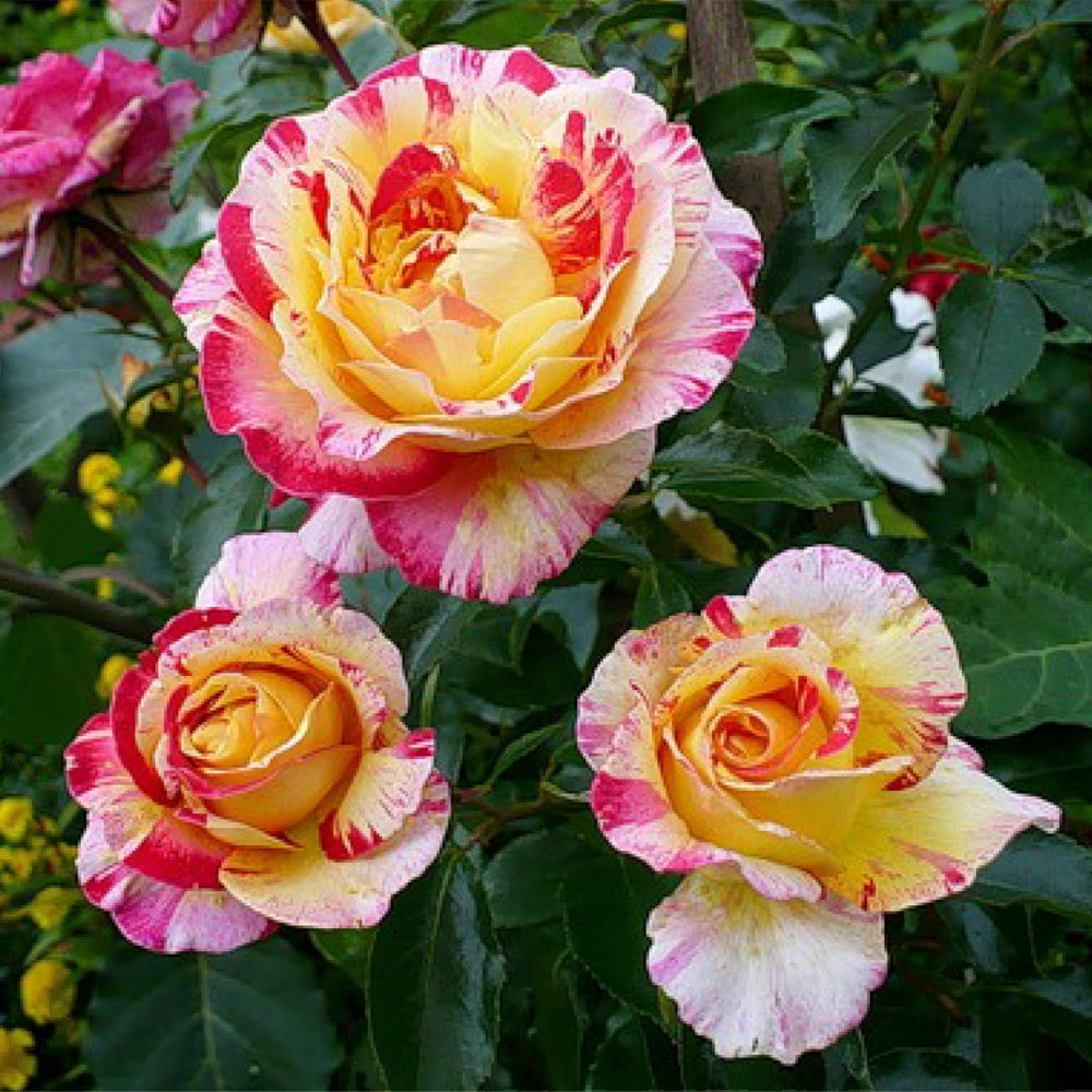 Brighter Blooms Camille Pissarro™ Rose 2 Brighter Blooms Camille Pissarro™ Rose