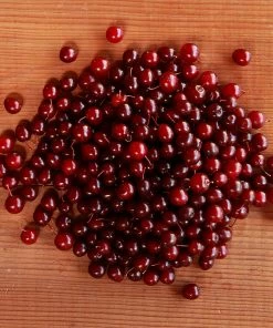 Brighter Blooms Canada Red Chokecherry Tree SHOP ALL