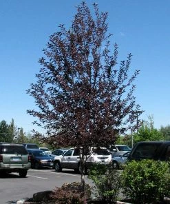 Brighter Blooms Canada Red Chokecherry Tree SHOP ALL