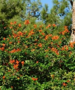Brighter Blooms Cape Honeysuckle 5 Brighter Blooms Cape Honeysuckle