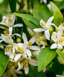 Brighter Blooms Cara Cara Navel Orange Tree