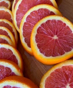 Brighter Blooms Cara Cara Navel Orange Tree