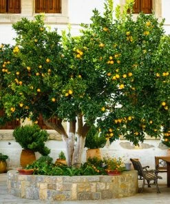 Brighter Blooms Cara Cara Navel Orange Tree