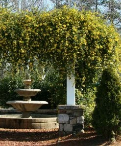 Brighter Blooms Carolina Jasmine New Perennials
