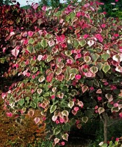 Brighter Blooms Carolina Sweetheart® Redbud Tree
