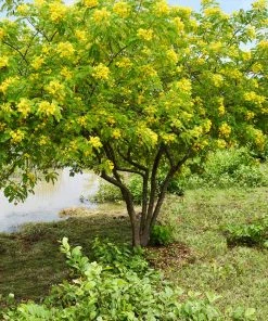 Brighter Blooms Flowering Trees Cassia Tree