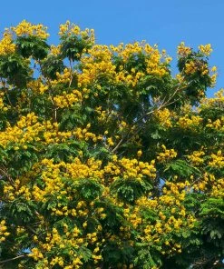 Brighter Blooms Flowering Trees Cassia Tree