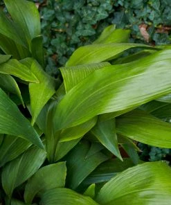 Brighter Blooms Cast Iron Plant