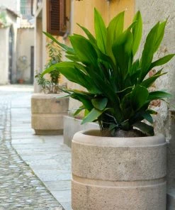 Brighter Blooms Cast Iron Plant