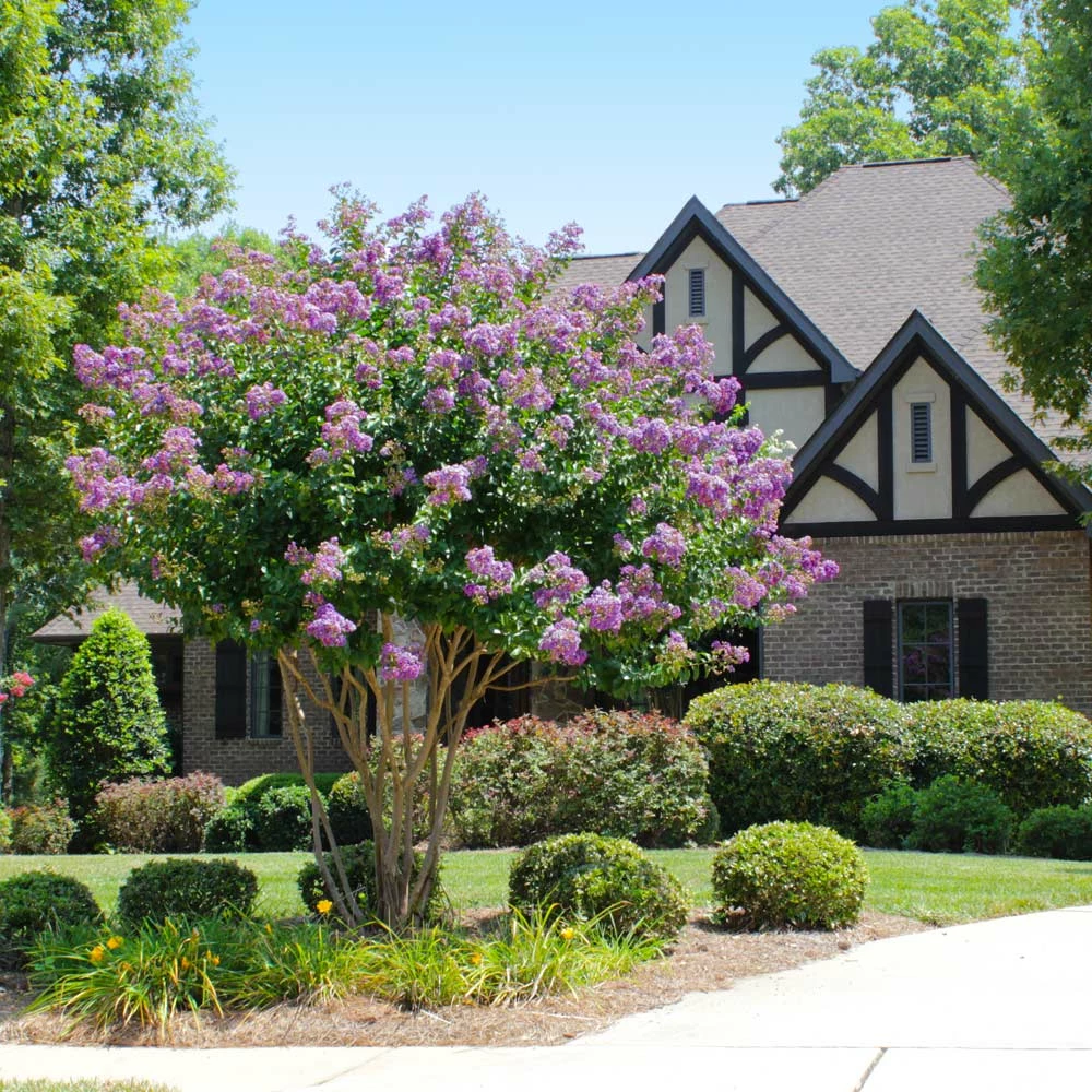 Brighter Blooms Catawba Crape Myrtle Tree Flowering Trees 2 Brighter Blooms Catawba Crape Myrtle Tree Flowering Trees