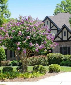 Brighter Blooms Catawba Crape Myrtle Tree Flowering Trees