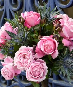 Brighter Blooms Cathedral Bells Rose